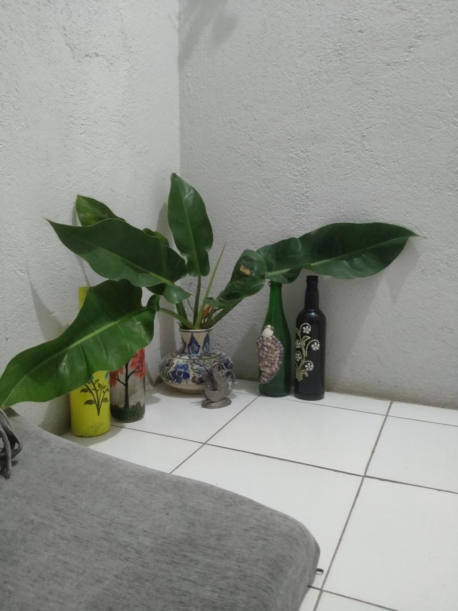 Traveler House Ξενοδοχείο Dimāpur Εξωτερικό φωτογραφία
